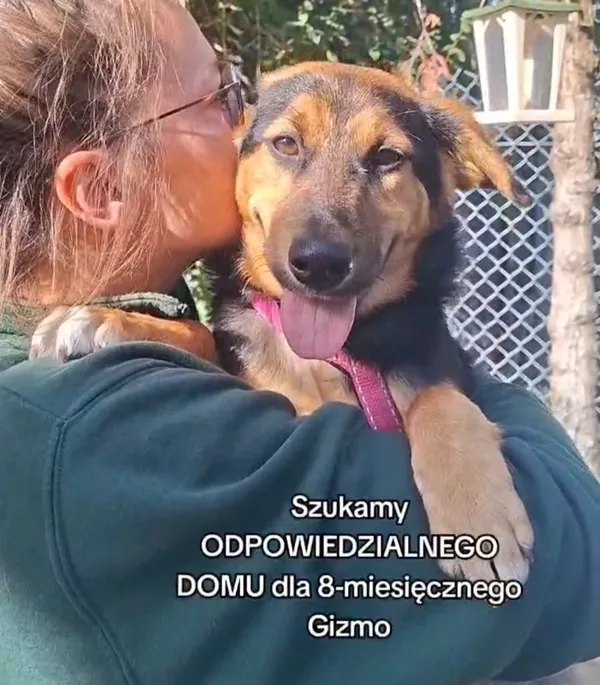 Pies do adopcji, Radom, 2 października 2026