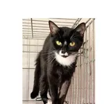 Kot do adopcji