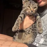 Kot do adopcji