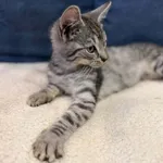 Kot do adopcji