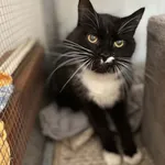 Kot do adopcji