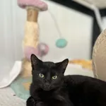 Kot do adopcji