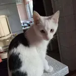 Kot do adopcji