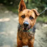 Pies do adopcji