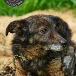 Pies do adopcji