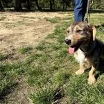 Pies do adopcji