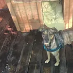 Pies do adopcji