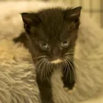 Kot do adopcji