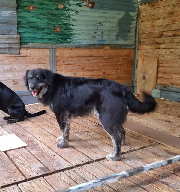 Pies do adopcji, Orzechowce, 6 października 2026 (3/3)
