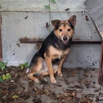 Pies do adopcji