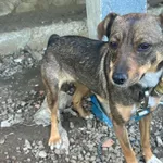Pies do adopcji