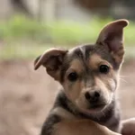 Pies do adopcji