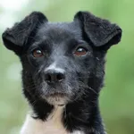 Pies do adopcji