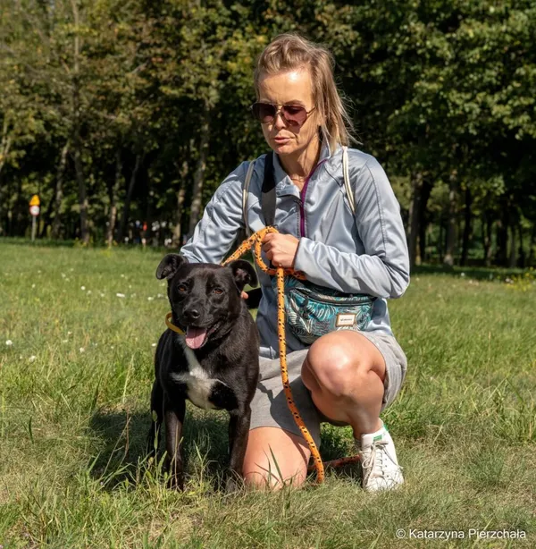 Pies do adopcji, Radom, 6 października 2026 (5/5)