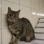 Kot do adopcji