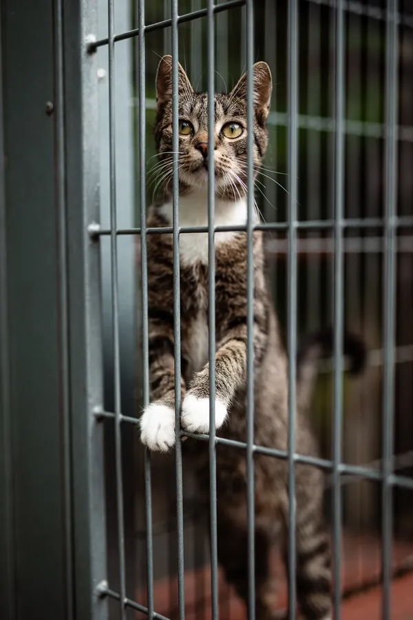 Kot do adopcji, Częstochowa, 7 lutego 2026 (3/5)
