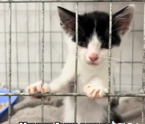 Kot do adopcji, Radom, 7 października 2026
