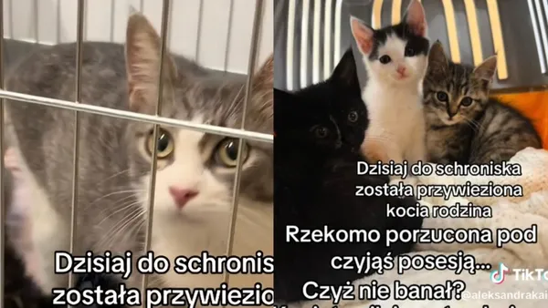 Kot do adopcji, Radom, 7 października 2026 (1/3)