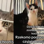 Kot do adopcji