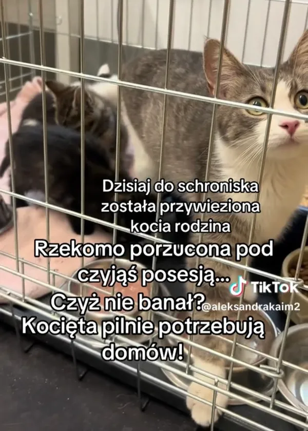 Kot do adopcji, Radom, 7 października 2026 (3/3)