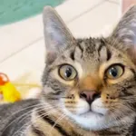 Kot do adopcji