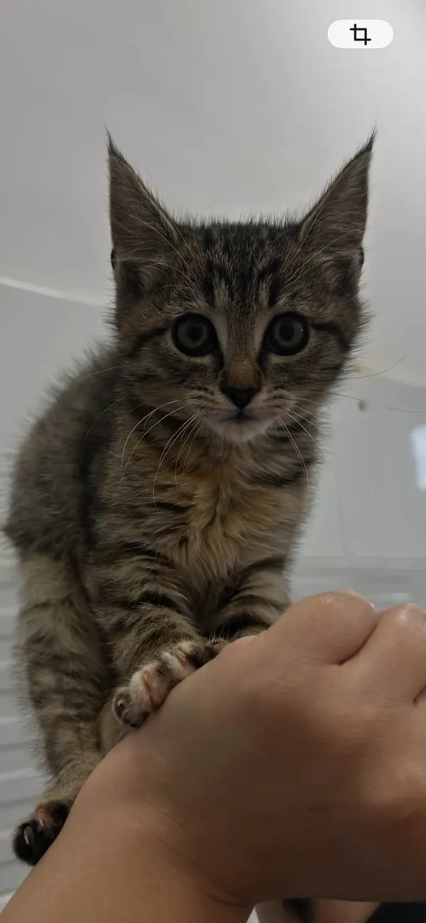 Kot do adopcji, Radom, 7 października 2026 (2/4)