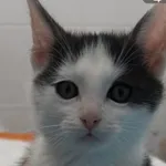 Kot do adopcji