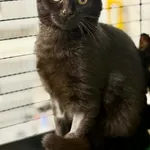 Kot do adopcji