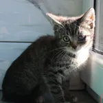 Kot do adopcji