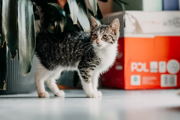 Kot do adopcji, Czartki, 9 października 2026 (4/5)