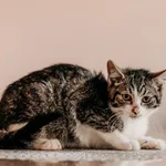 Kot do adopcji