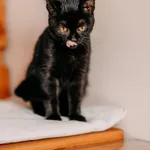Kot do adopcji