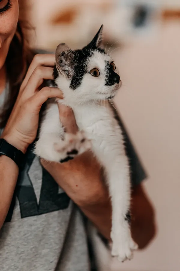 Kot do adopcji, Czartki, 9 października 2026 (1/5)