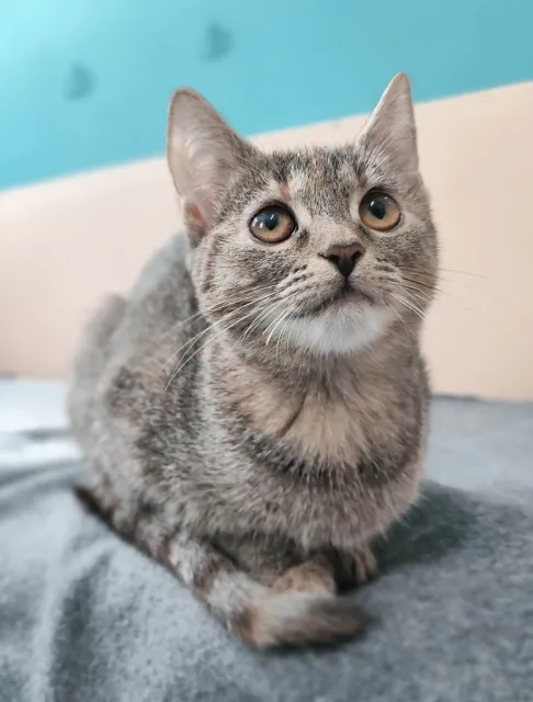 Kot do adopcji, Piła, 19 czerwca 2026
