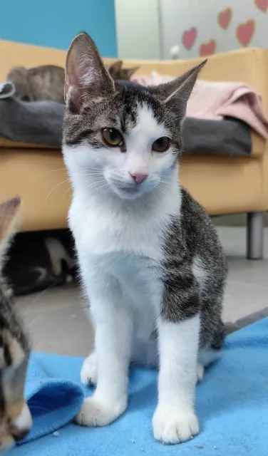 Kot do adopcji, Piła, 19 czerwca 2026