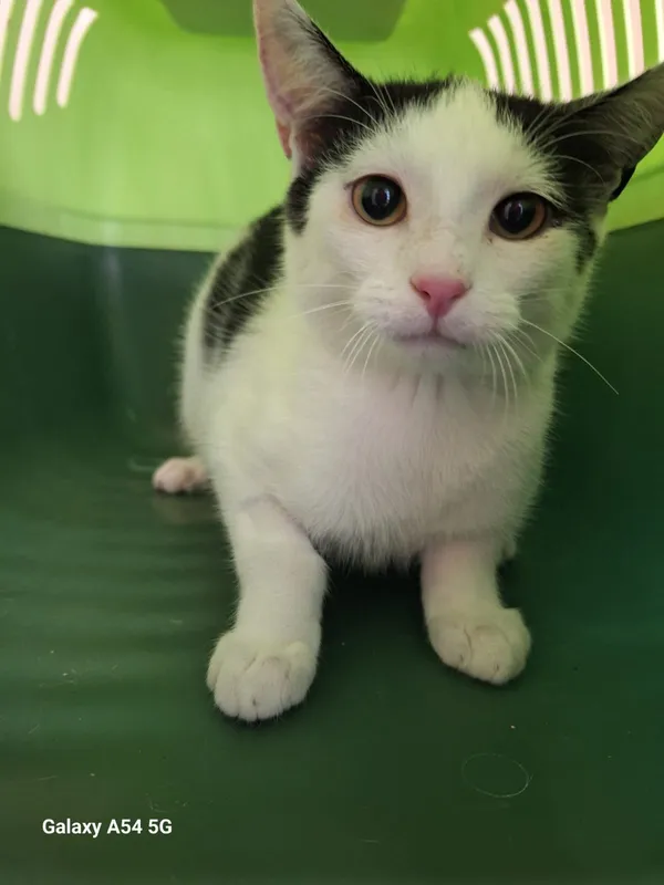 Kot do adopcji, Orzechowce, 7 października 2026 (1/5)