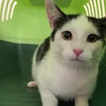 Kot do adopcji