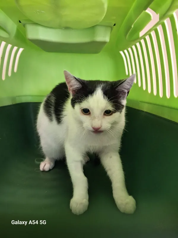 Kot do adopcji, Orzechowce, 7 października 2026 (3/5)