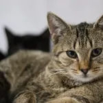 Kot do adopcji