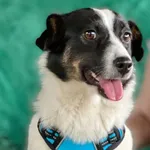 Pies do adopcji