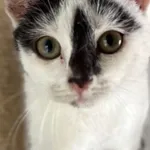 Kot do adopcji