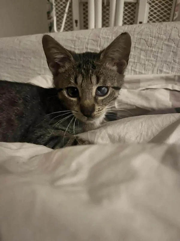 Kot do adopcji, Radom, 10 października 2026 (1/4)
