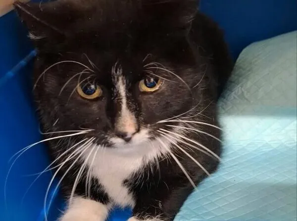 Znaleziono kota, Bydgoszcz, 5 października 2026