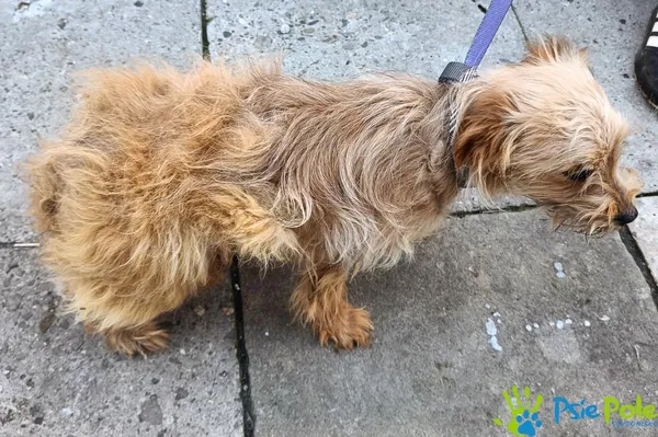 Pies do adopcji, Racławice, 6 października 2026 (1/5)