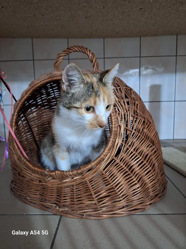 Kot do adopcji, Orzechowce, 12 października 2026 (1/3)
