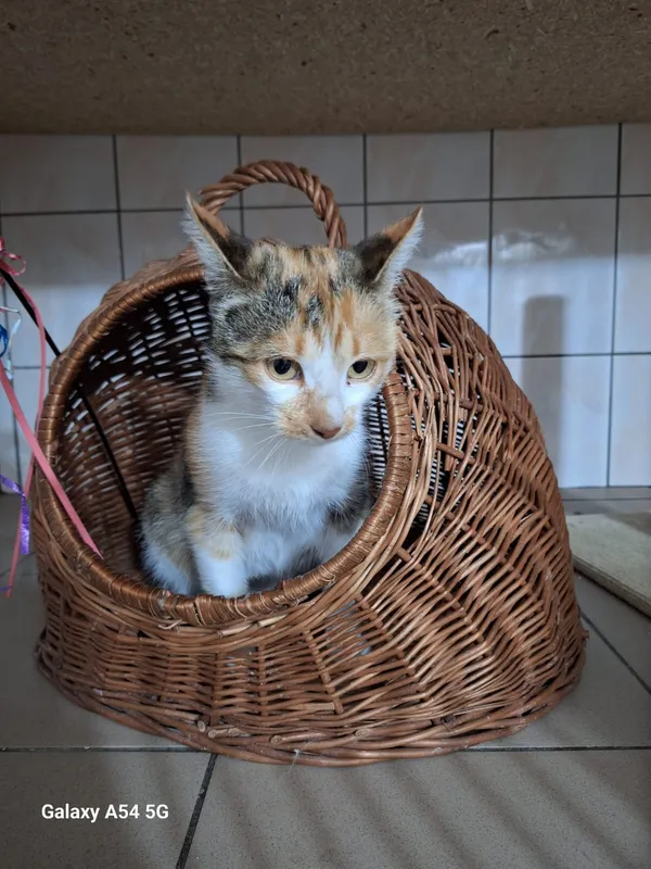 Kot do adopcji, Orzechowce, 12 października 2026 (2/3)