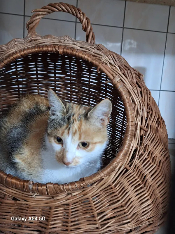 Kot do adopcji, Orzechowce, 12 października 2026 (3/3)