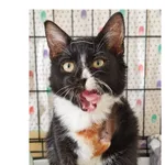 Kot do adopcji