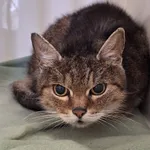Kot do adopcji