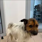 Znaleziono psa